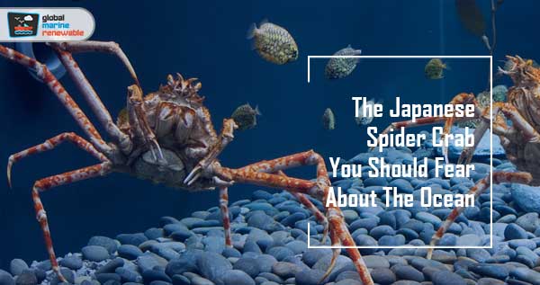 10 Surprising Japanese Spider Crab Facts That Will Amaze You