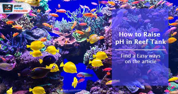 How to Raise pH in Reef Tank
