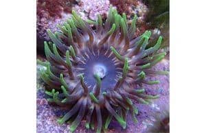 Get-Rid-of-Aiptasia Get Rid of Aiptasia