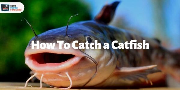 how to catch a catfish