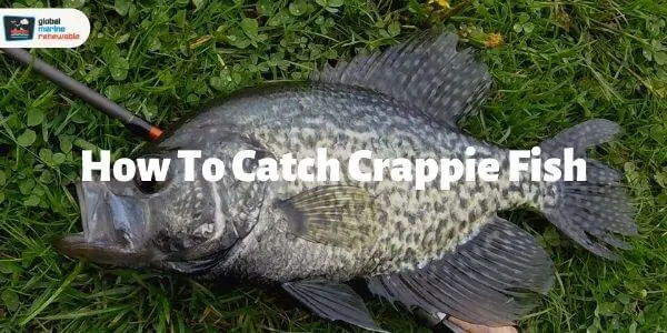 how to catch crappie fish