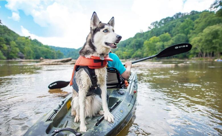 Best Kayak For Dogs