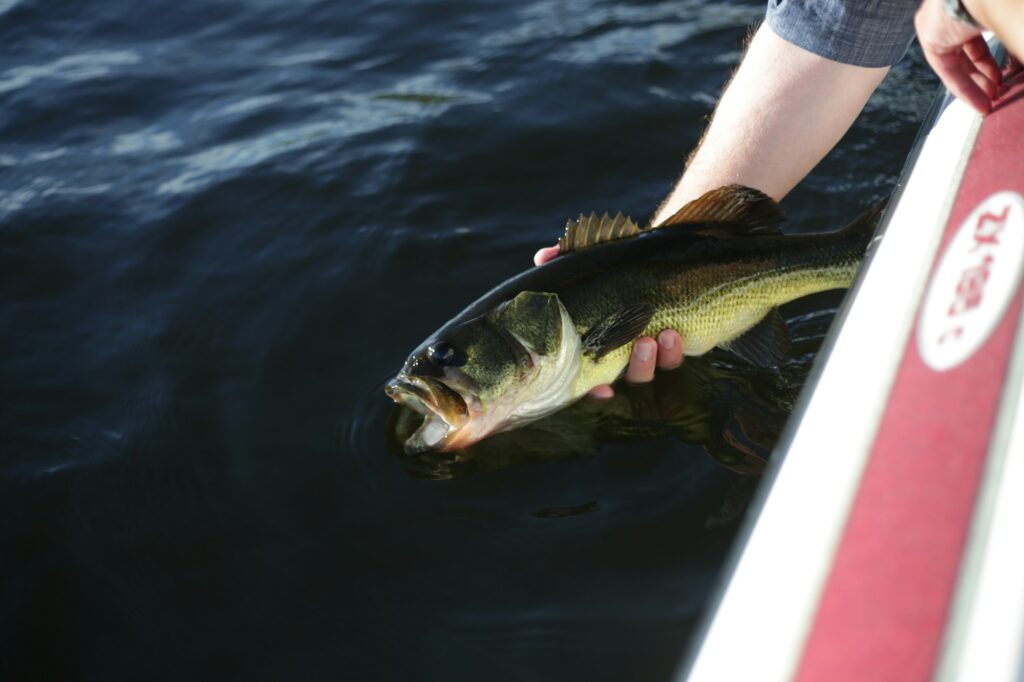 A hand easing a largemouth bass back into the water beside a boat