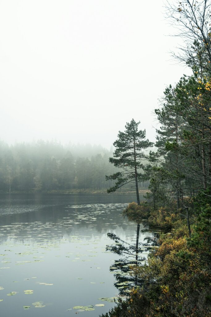 Thinning lily pads on a still lake under morning fog, with fall trees on the bank