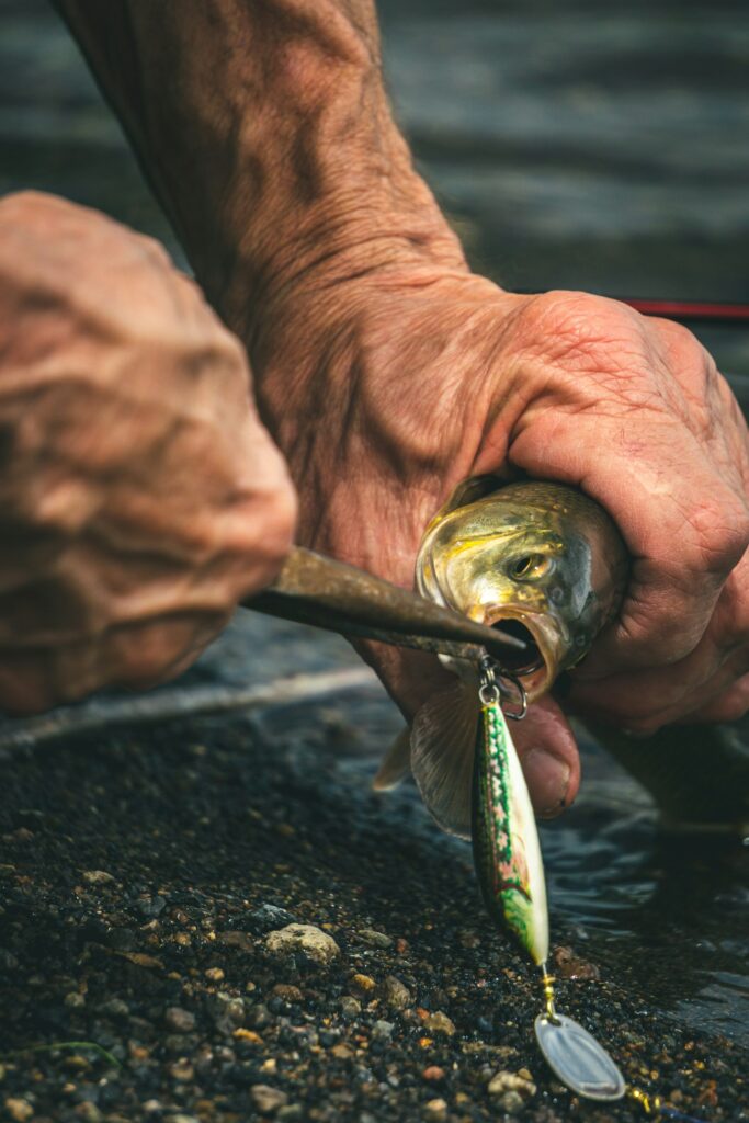 Hands holding a small fish and working a spinner's hook out of its mouth with pliers